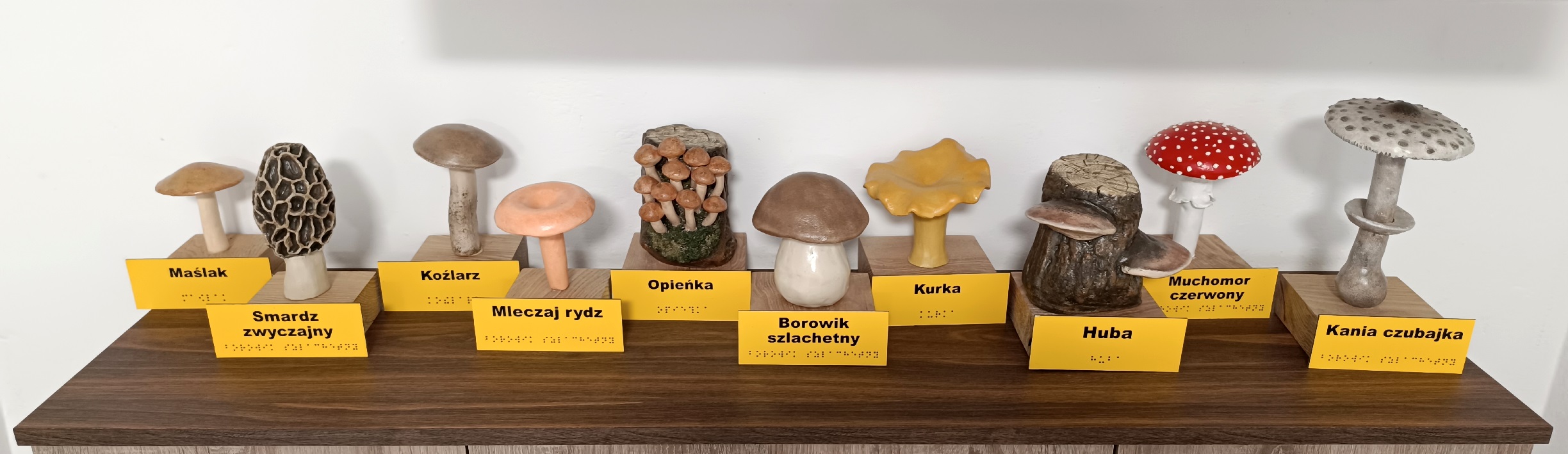 Makiety grzybów - elementy dydaktyczno–edukacyjne. Makiety grzybów z czarnymi podpisami na żółtym tle.
