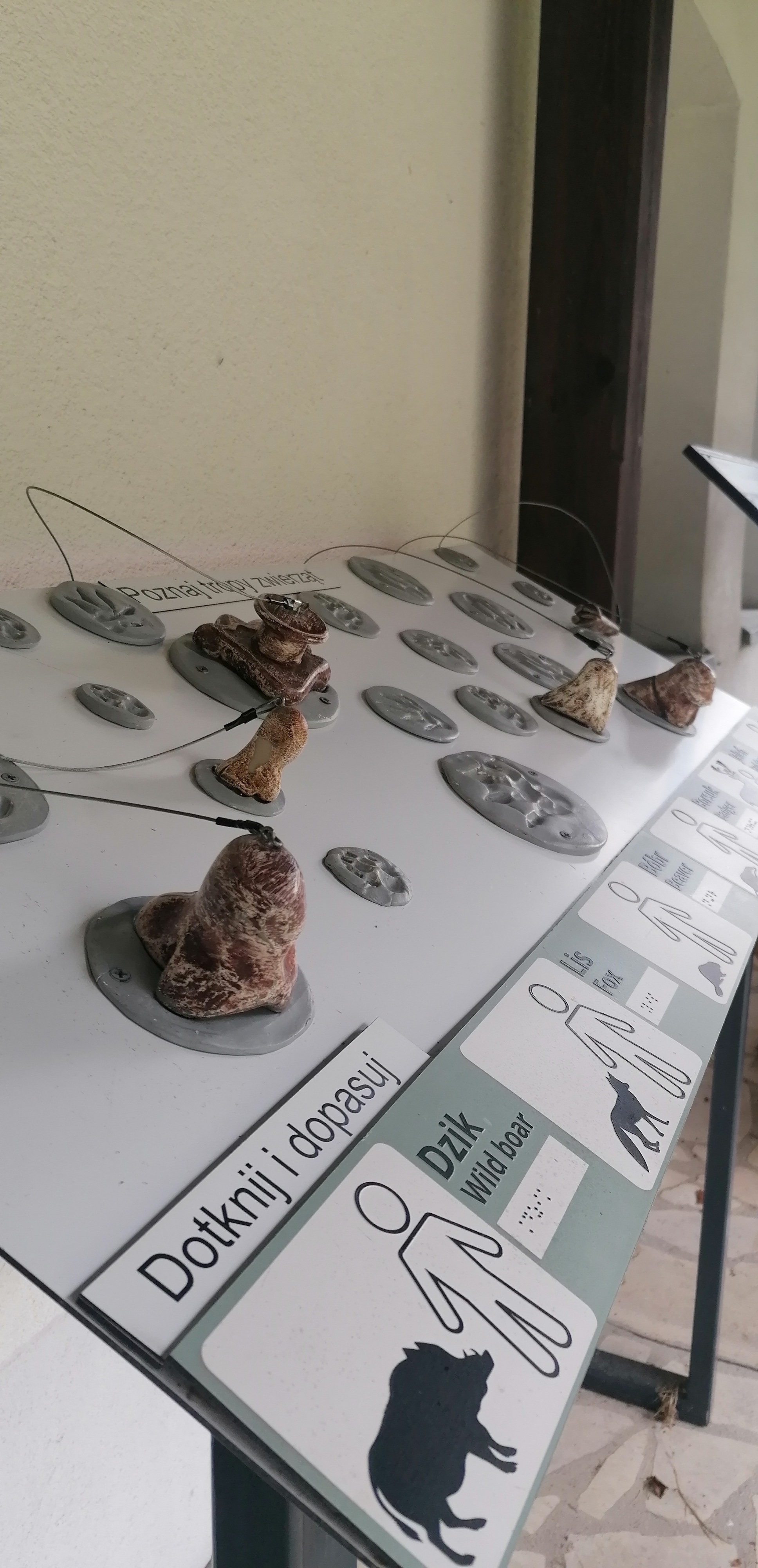 Tablica edukacyjna z odciskami zwierząt. Każdy trop opisany jest nazwą zwierzęcia, wraz z ilustracją oraz opisem w języku Braille’a.