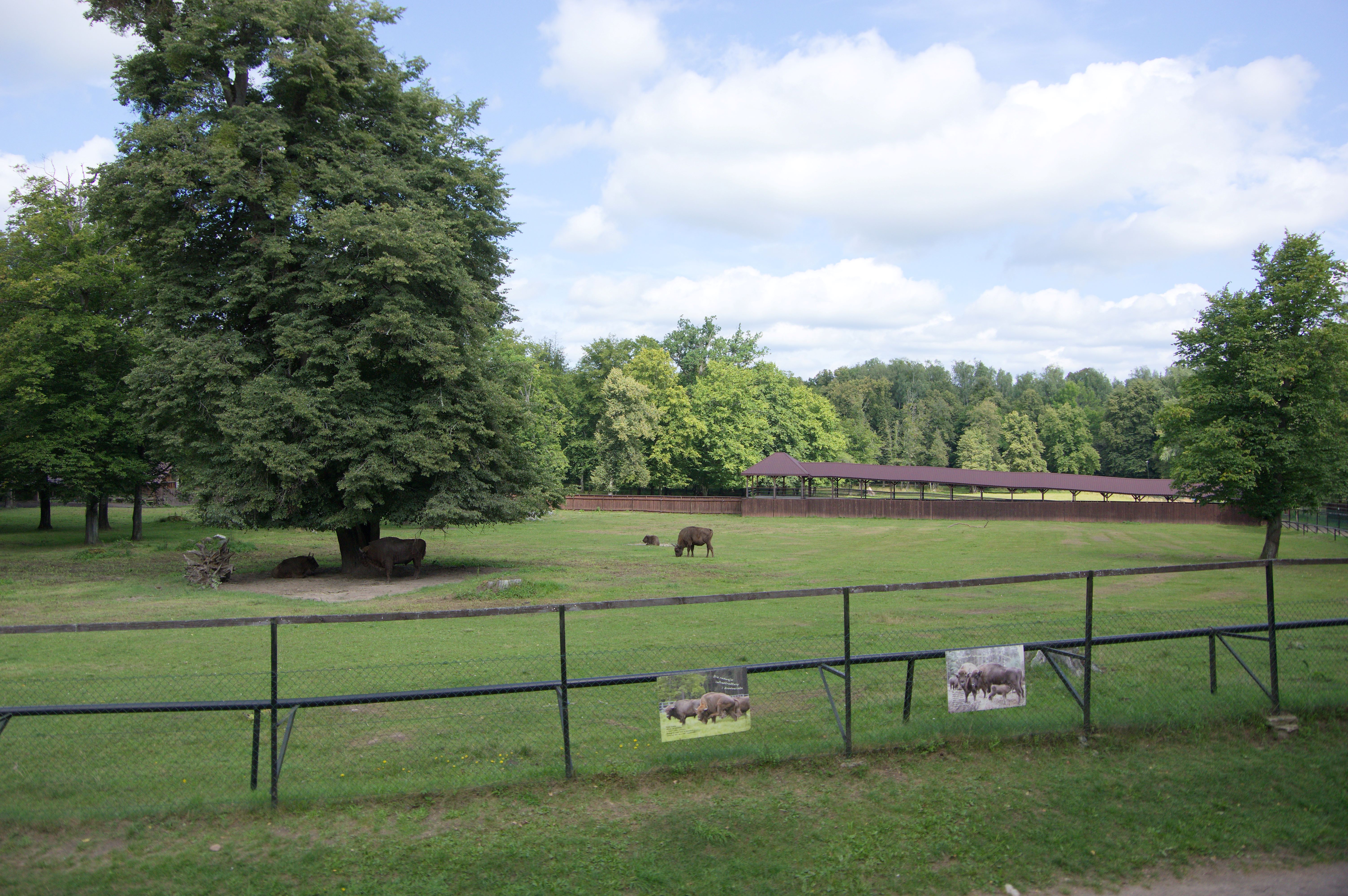 Widok ogrodzonej zagrody, na której pasą się żubry. W tle długi drewniany pawilon. Wokół duże drzewa.