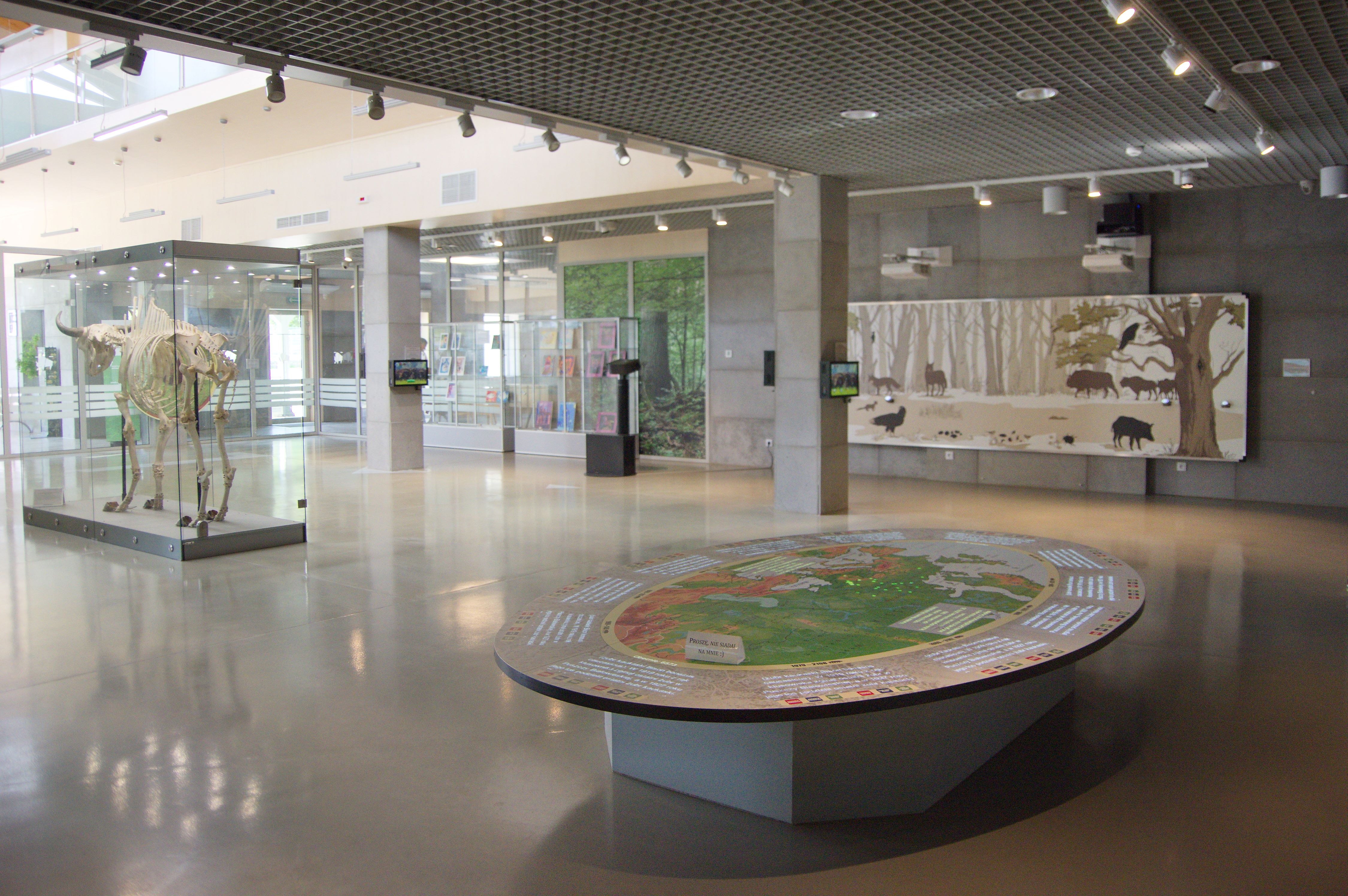 Wnętrze wystawy eksponatów w muzeum. Na pierwszym planie owalna makieta hipsometryczna. Z lewej w tle szkielet żubra w szklanej gablocie. Z prawej w tle mapa interaktywna z wizerunkami zwierząt leśnych.