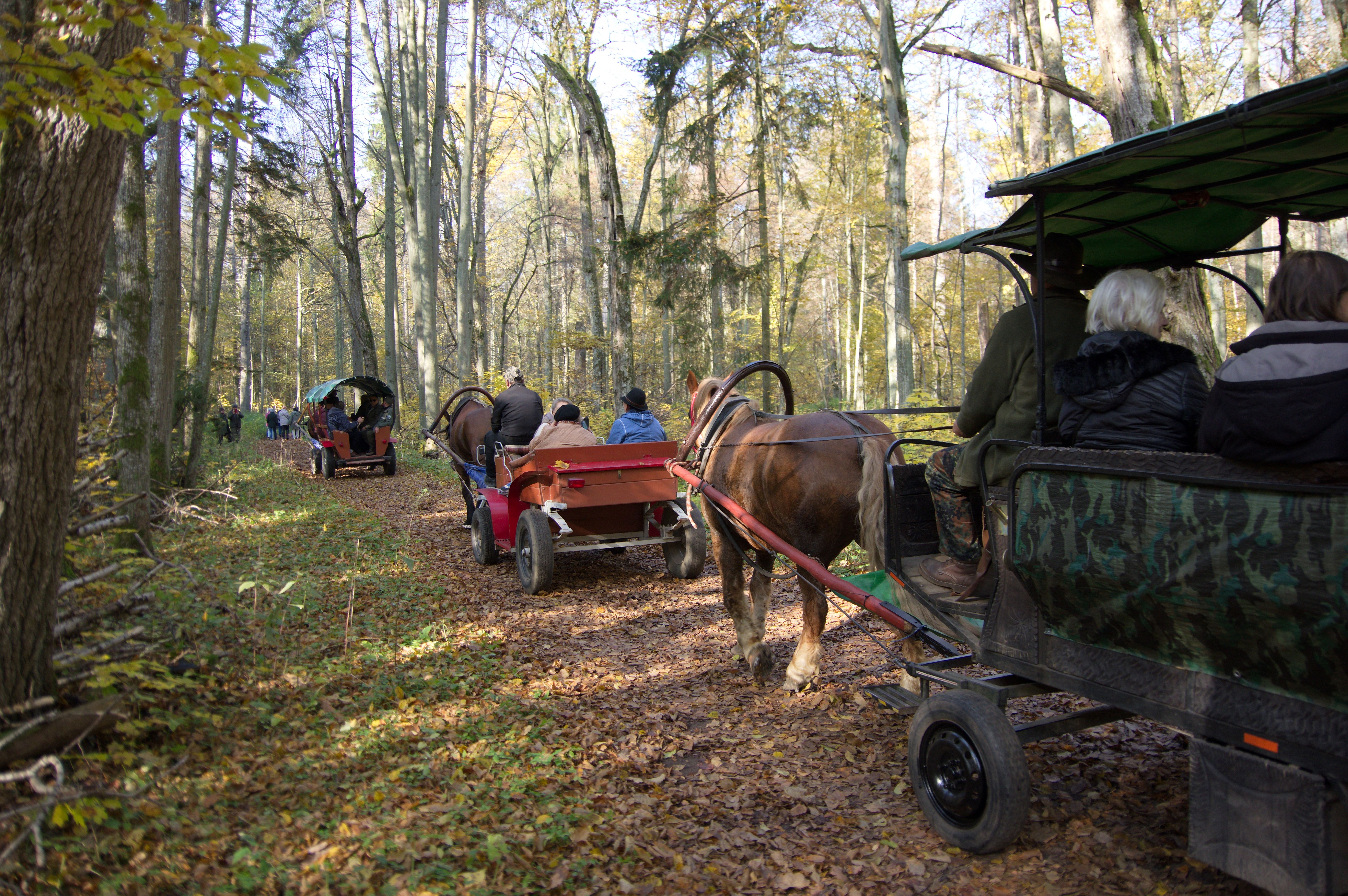 Grupa osób jedzie przez las na bryczkach konnych. 