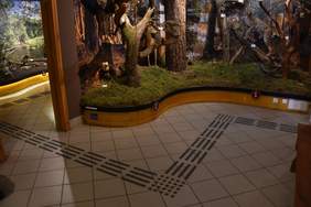 Pokaż zdjęcie: Wnętrze ośrodka edukacji przyrodniczej z widocznymi liniami naprowadzającymi na podłodze. W tle znajduje się ekspozycja przyrodnicza - fragment lasu z drzewami, mchami oraz modelami zwierząt.