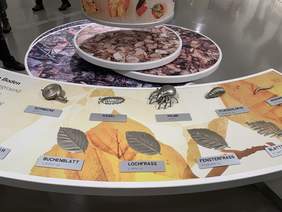 Pokaż zdjęcie: Eksponaty owadów, małych zwierząt oraz liści